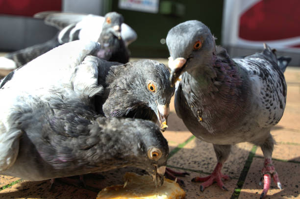 istock Group of Pigeons 825636388