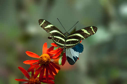 Butterflies are renowned for their vibrant and stunning array of colors, captivating observers with their beauty as they flutter gracefully through gardens and meadows.
