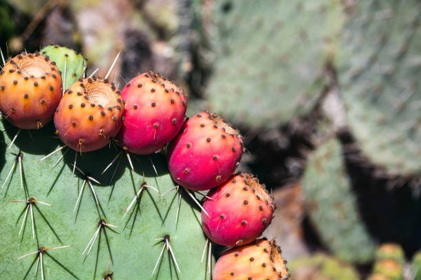 istock Prickly pear cactus close up with fruit in red color, cactus spines 825643140