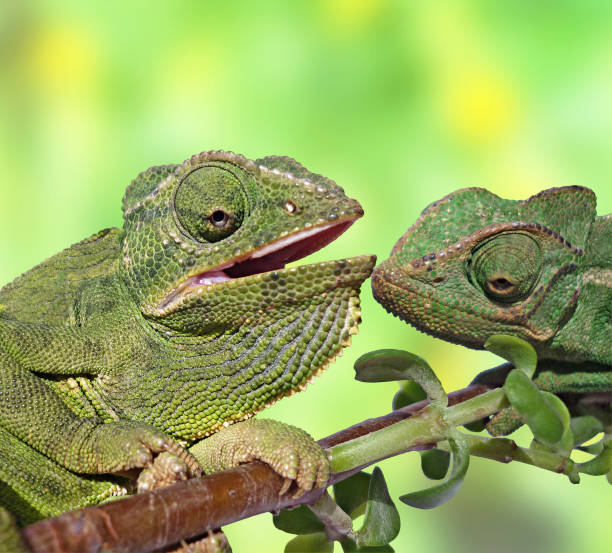 istock Meeting of two chameleons 825643586