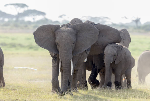 istock Elephants at Amboseli National Park 825643926