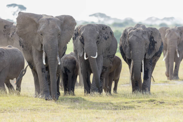 istock Pack of Elephants at Amboseli National Park 825643960