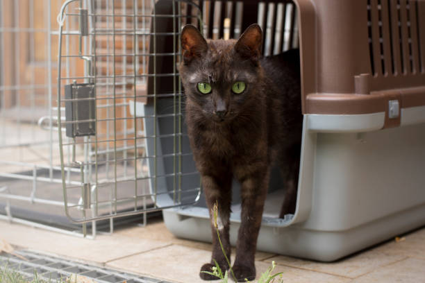 istock European cat posing in her kennel 825644198