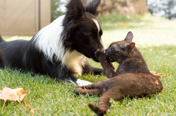 istock A border collie puppy plays happy with a cat 825644254