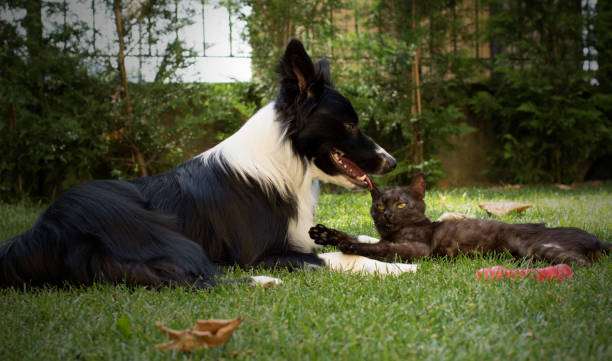 istock A border collie puppy plays happy with a cat 825647208