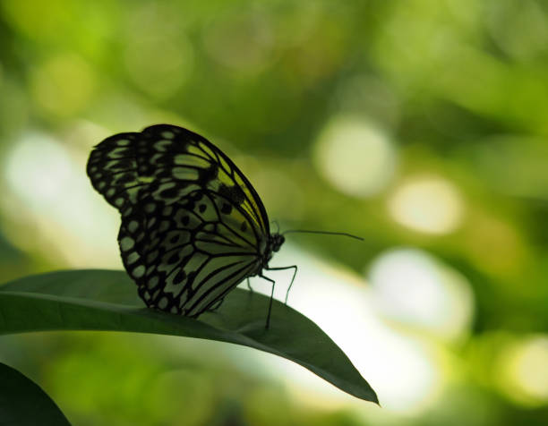 ミドリタテハ - malachite butterfly ストックフォトと画像