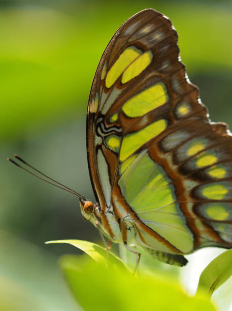 istock Siproeta Stelenes Close Up 825647944