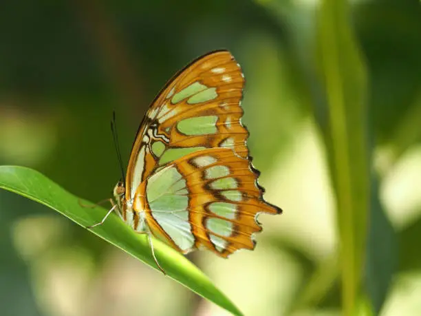 Malachite butterfly, Siproeta stelenes, resting on leaf, horiztonal.