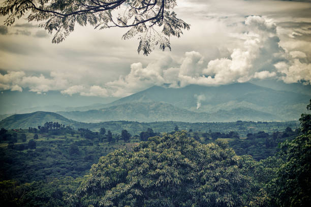 een mystieke humeurig landschap naar mount stanley in oeganda - afrika afrika stockfoto's en -beelden