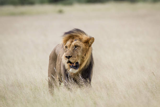 istock Big male Lion standing in the high grass. 825651538