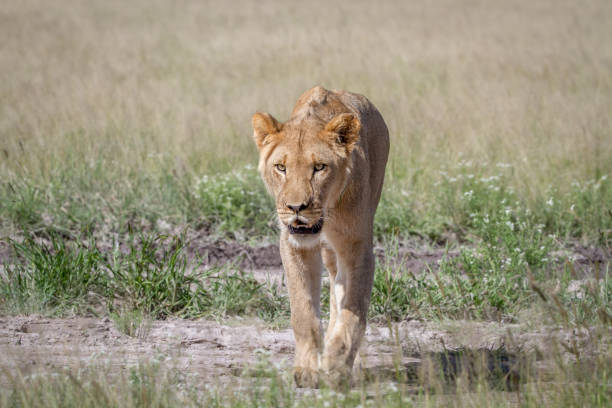 istock Lion walking towards the camera. 825651578