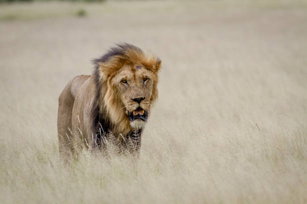 istock Big male Lion standing in the high grass. 825651580
