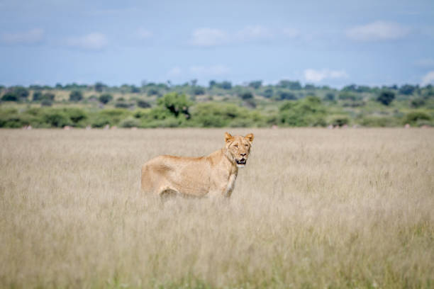 istock Lion standing in the high grass. 825651606