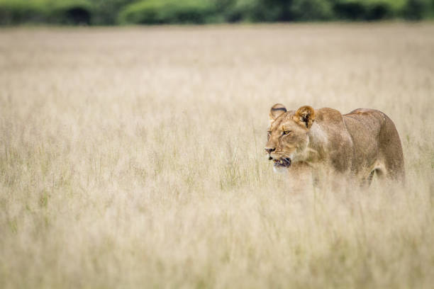 istock Lion walking in the high grass. 825651628