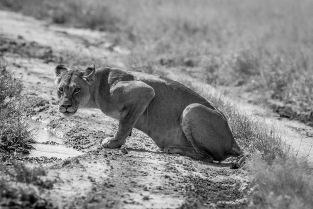 istock Lion sitting down and starring at the camera. 825651670