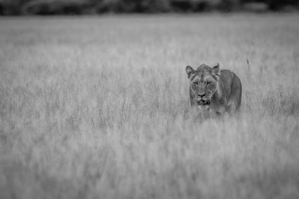 istock Lion walking towards the camera. 825651678