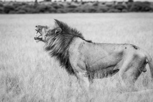 istock Big male Lion doing a Flehmen grimace. 825651756