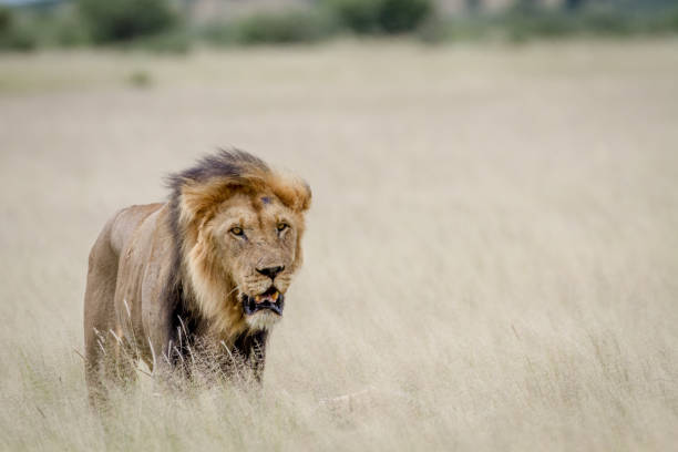 istock Big male Lion standing in the high grass. 825651816