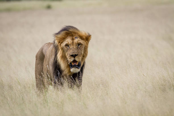 istock Big male Lion standing in the high grass. 825651820