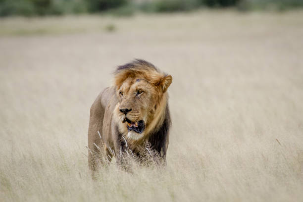 istock Big male Lion standing in the high grass. 825651850