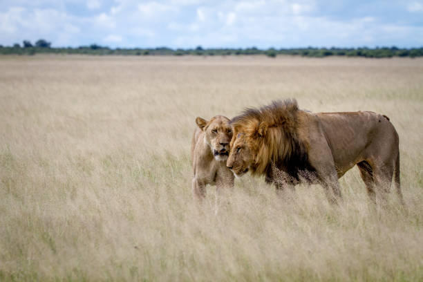 istock Lion mating couple in the high grass. 825651880