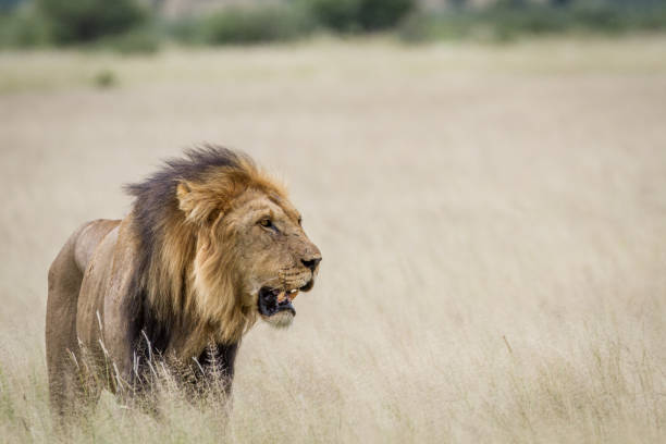 istock Big male Lion standing in the high grass. 825651890