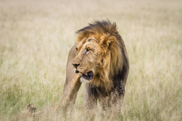 istock Big male Lion standing in the high grass. 825651996