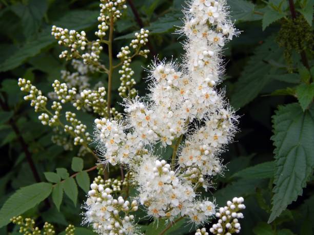 istock White flowers on bush branches close-up 825654808