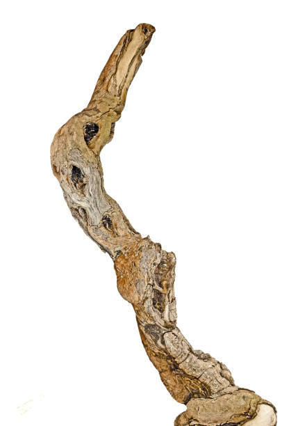 istock close up of dry branch 825655050