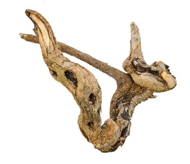 istock close up of dry branch 825655066