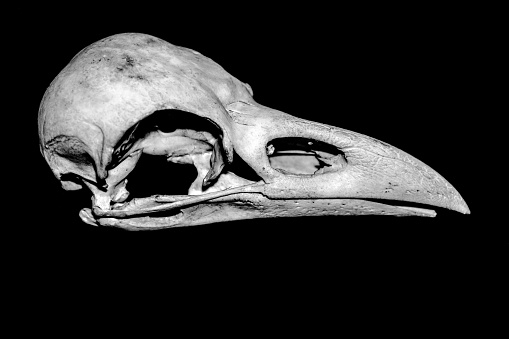 England, United Kingdom 2015 : Black and white anatomical animal skull - Raven