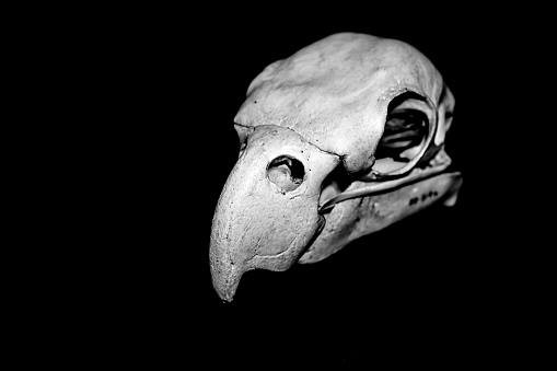 Animal Skull Stock Photo - Download Image Now - Skull, Animal Skull, Black Background - iStock Animal Skull Stock Photo - Download Image Now - Skull, Animal Skull, Black Background - iStock