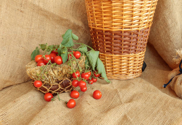 Cherry tomatoes  harvest scene on jute. Vegetable still life composition