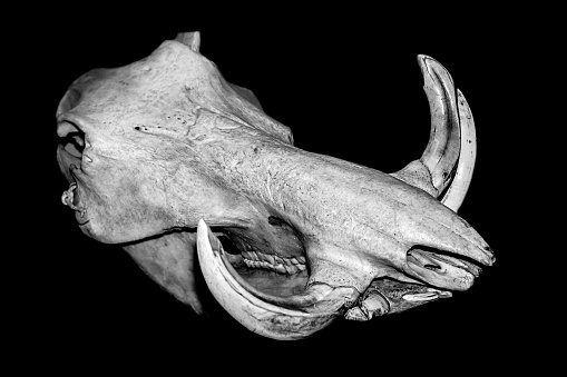 England, United Kingdom 2015 : Black and white anatomical animal skull - Warthog