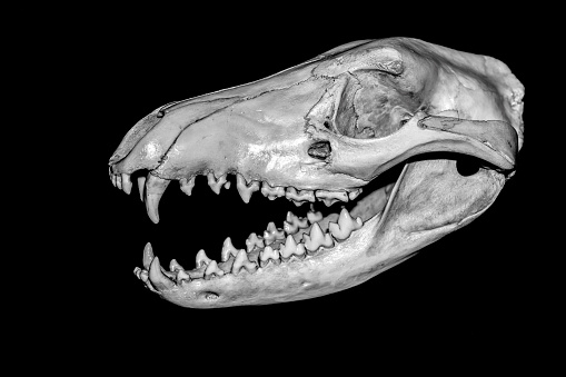 England, United Kingdom 2015 : Black and white anatomical animal skull - Tasmanian wolf