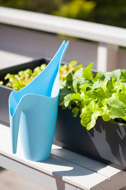 istock growing radish and salad in container on balcony. vegetable garden 825658952
