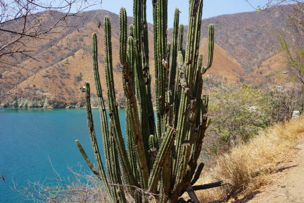Cactus in a Colombian Caribbean beach