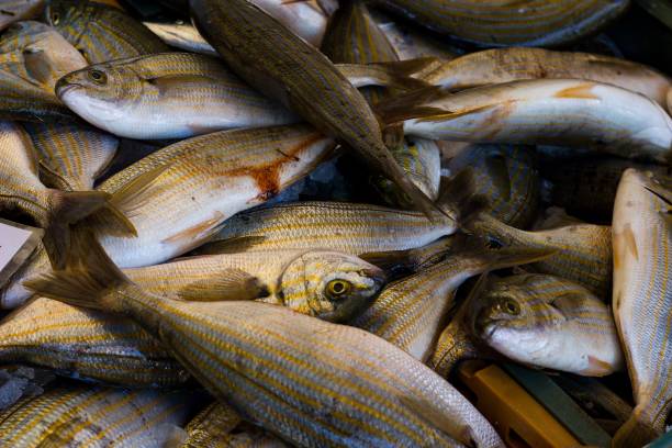 istock fresh sea fish on the local fish market 825661262