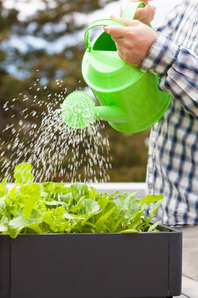 istock man watering vegetable garden in container on balcony 825661406