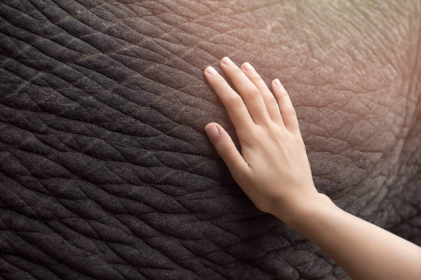 una mano donna sull'elefante incinta - petting zoo foto e immagini stock