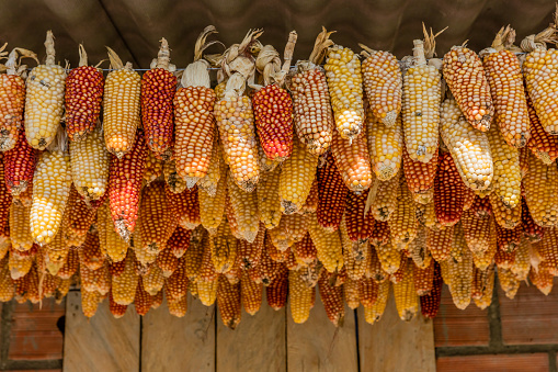 Cereals Corns harvest  drying Caldas in Colombia South America