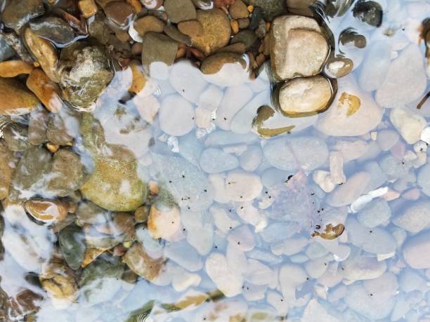 istock water and stones with insects on water 825666714