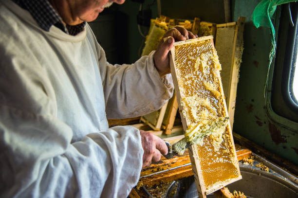 istock The beekeeper separates the wax from the honeycomb frame 825666734