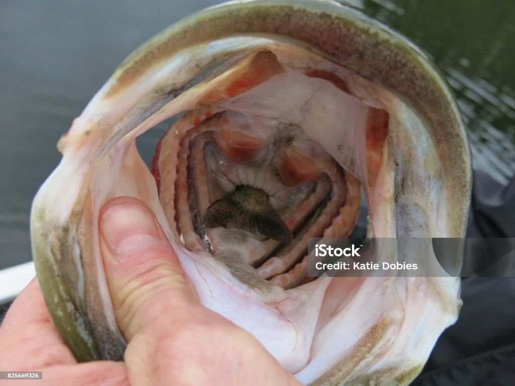 Fishing Largemouth Bass Mouth Open With Baby Fish Down Throat