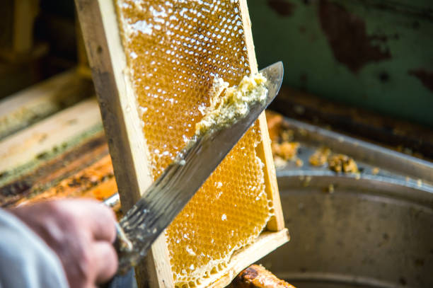 istock The beekeeper separates the wax from the honeycomb frame 825669344