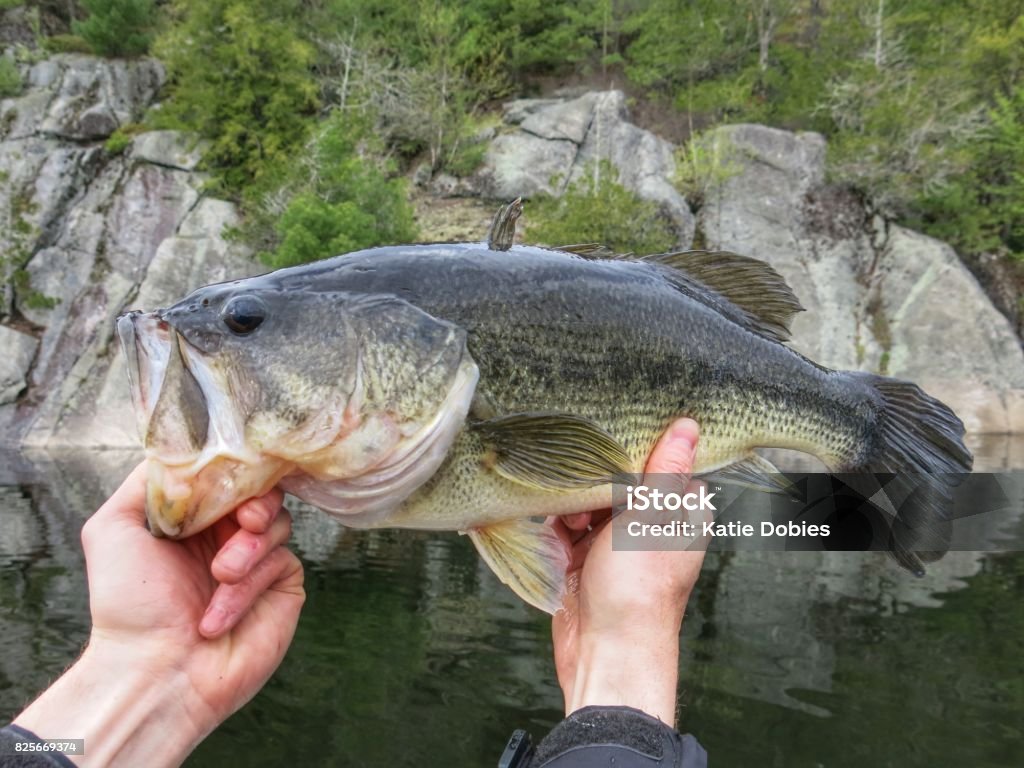 Fishing Saratoga Lake Ny Largemouth Bass Stock Photo - Download