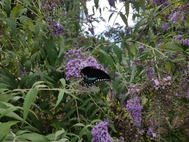istock black butterfly on purple flowers 825669704