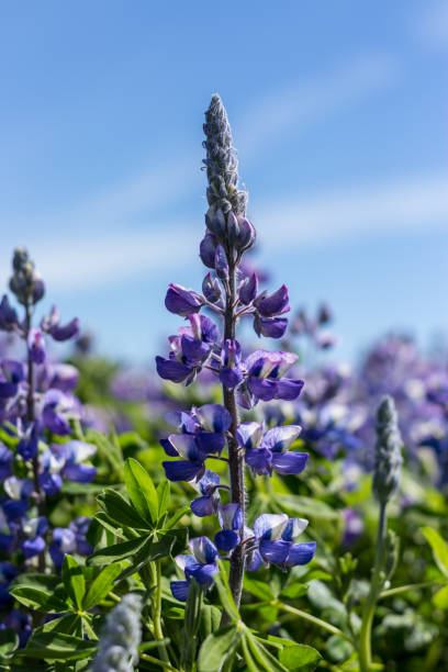 istock Flower Alaskan Lupine Iceland 825669734