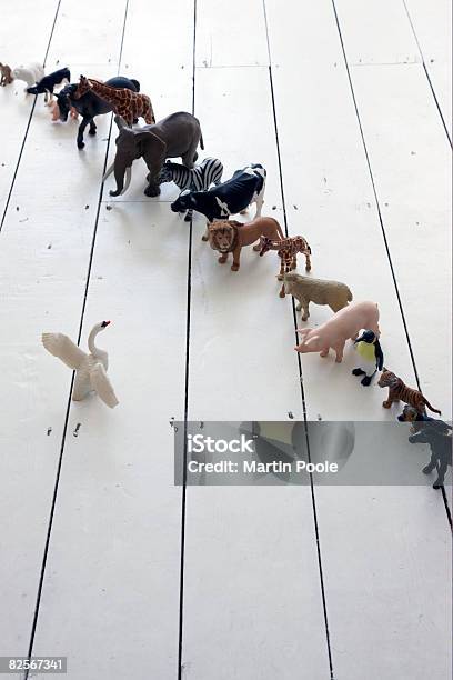 Plastic Toy Animals Lined Up With Swan In Front Stock Photo - Download Image Now - Leadership, Animal Representation, Animal Themes
