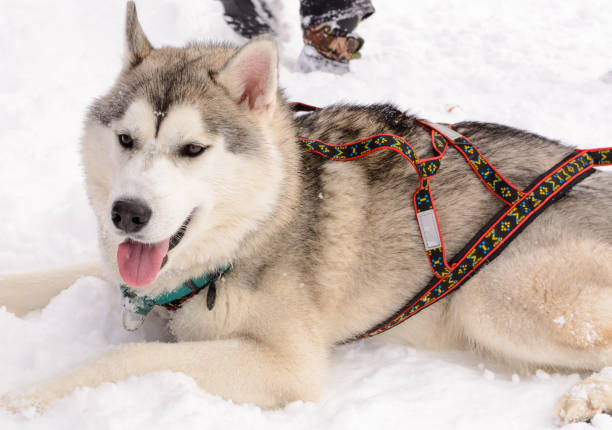 istock Siberian Husky in the winter forest, closeup. 825677132